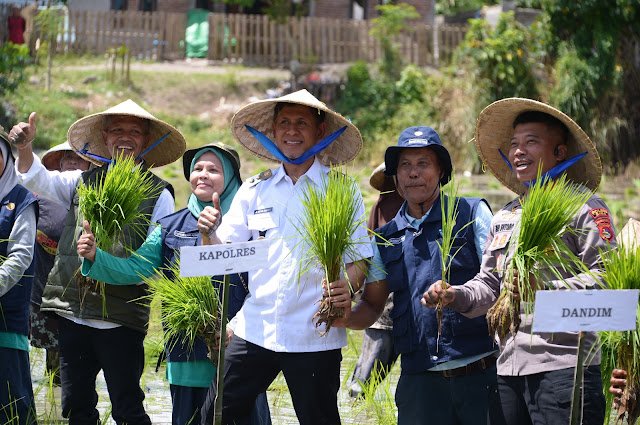 Wakil Bupati Bima, dr. H. Irfan Zubaidy Saat Proses tanam Padi Serentak Nasional di Madapangga